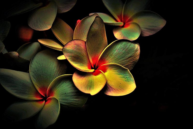 Enchanted Forest Image